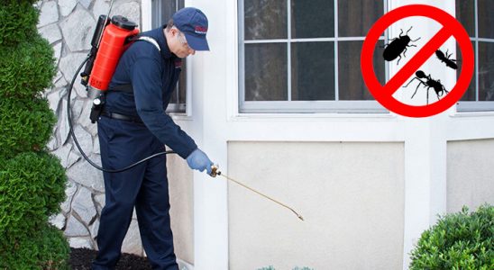 Yapraklı Uçan Haşere İlaçlama böcek ilaçlama ve haşere kontrolü — ilaclama-tr.com